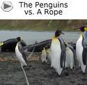 penguins vs rope
