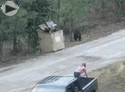 small bears rescue