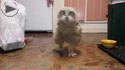 small owl