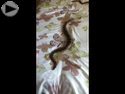 snake on silk