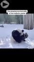 the amazing survival skills of the majestic panda