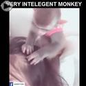 very intelligent monkey
