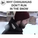 why chihuahuas dont run in the snow