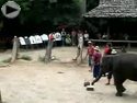 elephant hitter
