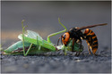 Hornet Vs Mantis