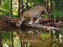 Thirsty Jaguar Belize