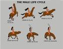 male life cycle