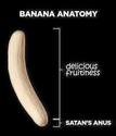 banana anatomy