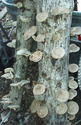 shiitake log