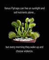 venus flytraps choices