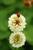 Смешна снимка kalinkata malinkata na cvetlenceto