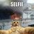 Смешна снимка cat selfie 2