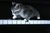 Смешна снимка mac na piano
