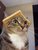 Смешна снимка majestic wafflecat