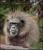 Смешна снимка charged monkey