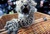 Смешна снимка chinese-leopard