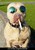 Смешна снимка gangsta dog