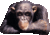Смешна снимка gorila