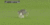 Смешна снимка kotka na terena