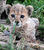 Смешна снимка lewa safari camp cheetah cub