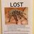 Смешна снимка lost tarantula