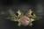 Смешна снимка morsko svinche