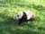 Смешна снимка panda