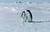 Смешна снимка pingvini se svalqt