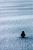 Смешна снимка samoten pingvin
