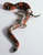 Смешна снимка snake changing its skin