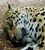   snimki na nacionalniq otbor na Kongo bo bridj-jaguar