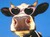 Смешна снимка tejkar krava