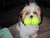 Смешна снимка tennis dog