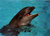 Смешна снимка whale-dolphin-wolphin