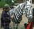 Смешна снимка zebra v domashni usloviq