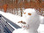 Смешна снимка snowmen 017