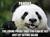 Смешна снимка pandas