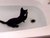Смешен видео клип Crazy cat  loves water