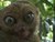 Смешен видео клип lemurche