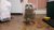 Смешен видео клип small owl