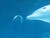 Смешен видео клип Dolphin play bubble rings