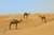 Смешна снимка kamili